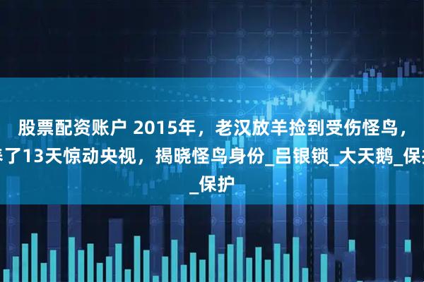 股票配资账户 2015年，老汉放羊捡到受伤怪鸟，养了13天惊动央视，揭晓怪鸟身份_吕银锁_大天鹅_保护