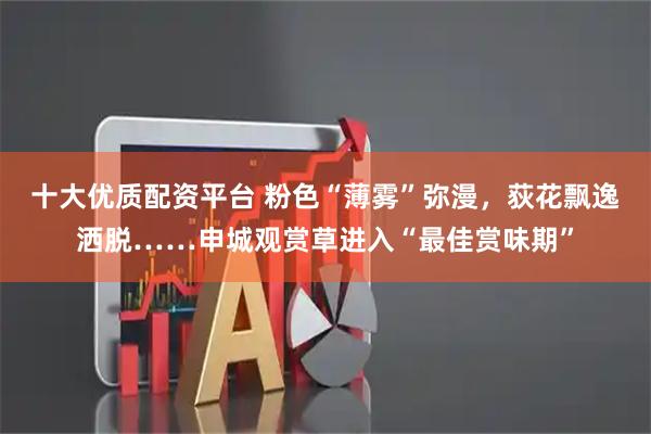 十大优质配资平台 粉色“薄雾”弥漫，荻花飘逸洒脱……申城观赏草进入“最佳赏味期”