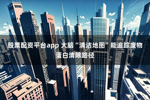 股票配资平台app 大脑“清洁地图”能追踪废物蛋白清除路径