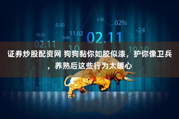 证券炒股配资网 狗狗黏你如胶似漆，护你像卫兵，养熟后这些行为太暖心